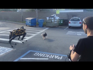 dog drives away boston dynamics robot