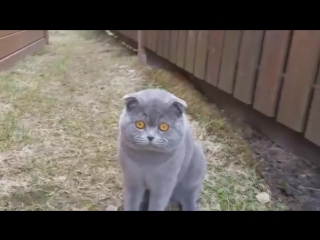 cat swears at owner