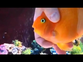 this parrot fish loves its owners